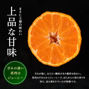 長島町産 大将季（ハウス） 贈答用 (約2.5kg) 3月中旬発送 【長島柑橘直販合同会社】kanchoku-1659