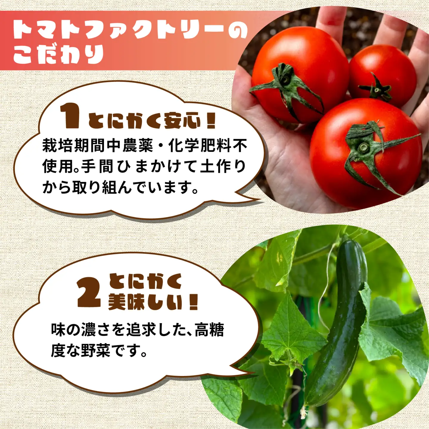 【数量限定】 おまかせ野菜セット 1箱 トマトファクトリー 野菜 トマト きゅうり 白菜 オクラ じゃがいも 玉ねぎ なす 詰め合わせ