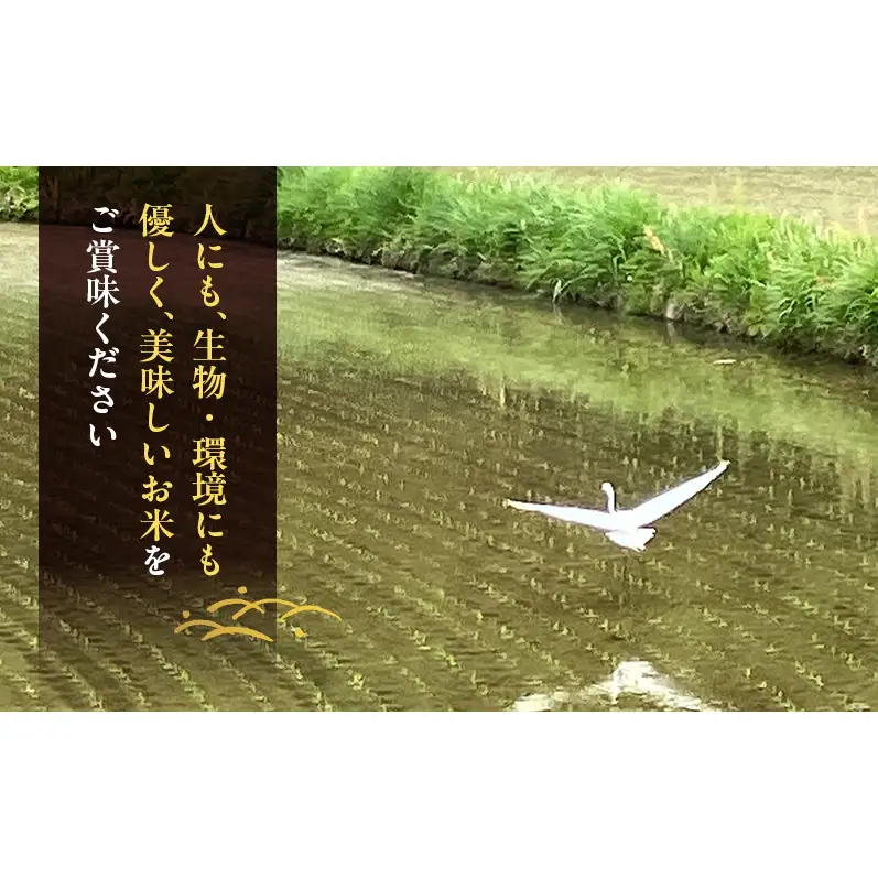 先行受付 農薬不使用 白米 ホタル舞う里山の棚田米 精米4kg 令和8年産 朝日2kg×2袋