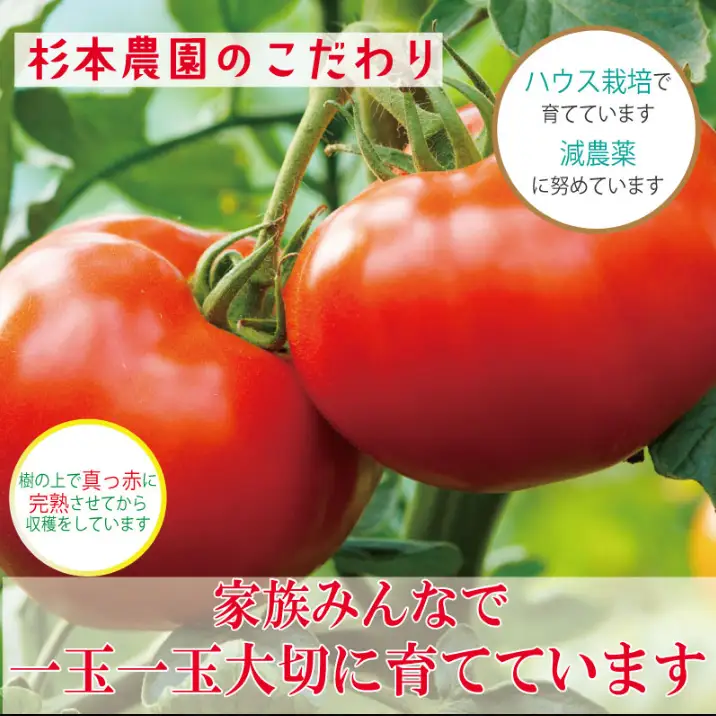 【2027年2月~発送】定期便 3回 トマト 3kg とまと  桃太郎トマト 野菜 果物 やさい 産地直送 農家直送