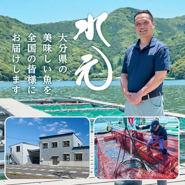 ＜先行予約受付中！2026年11月より発送予定＞ 大分県産 美人鰤 フィレ (2枚・1枚あたり1.5kg以上) 刺し身 ぶりしゃぶ 冷蔵 ブリ ぶり 半身 国産 海鮮 魚 【opbe016】【水元】