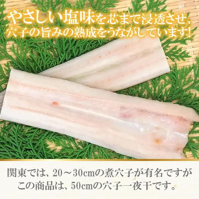 特厚 特大 穴子 一夜干し 2尾 50cm前後【あなご一夜干し 50cm前後 2尾 2枚 穴子干物 穴子 アナゴ あなご 干物 一夜干し 特大サイズ 無添加 天日塩 新鮮 冷凍 真空パック 贈答 父の日 母の日】