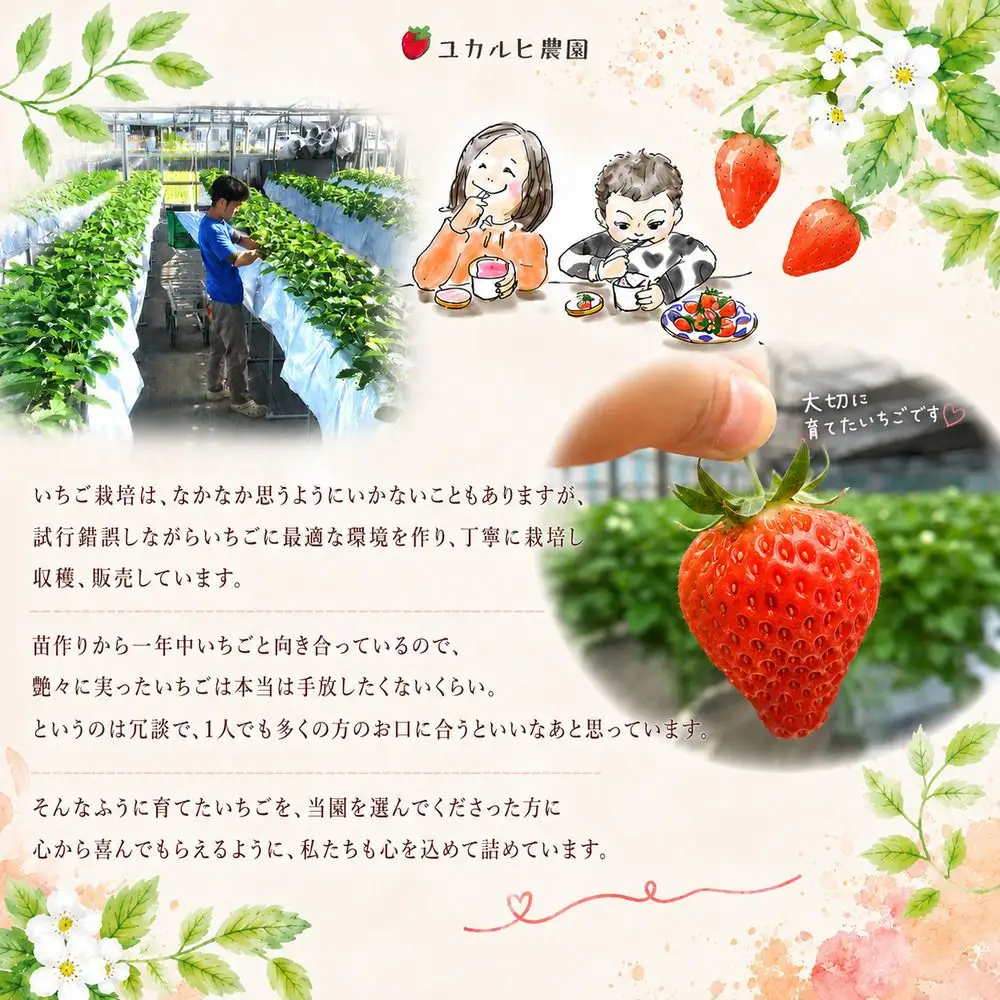 冷凍 いちご 1kg 種類お任せ 2種 瞬間冷凍