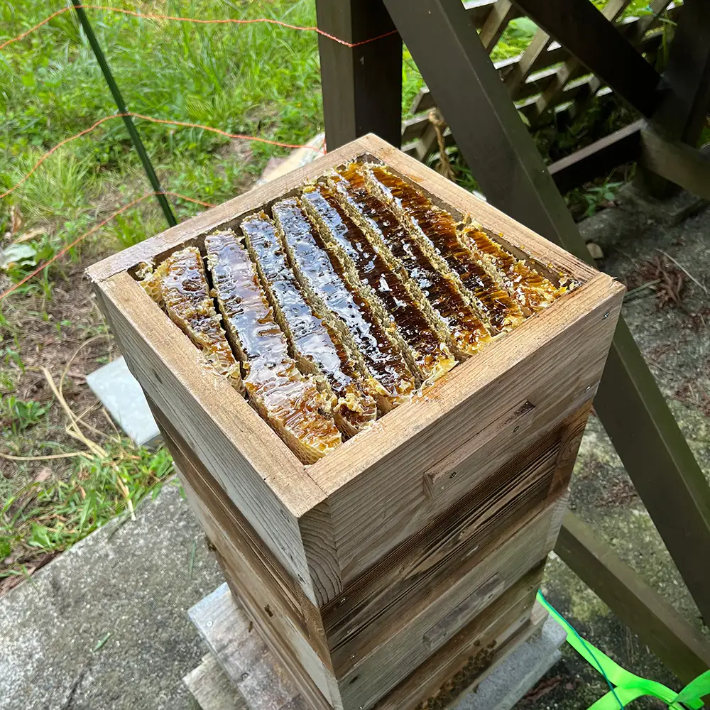 ニホンミツバチのはちみつ （100g）