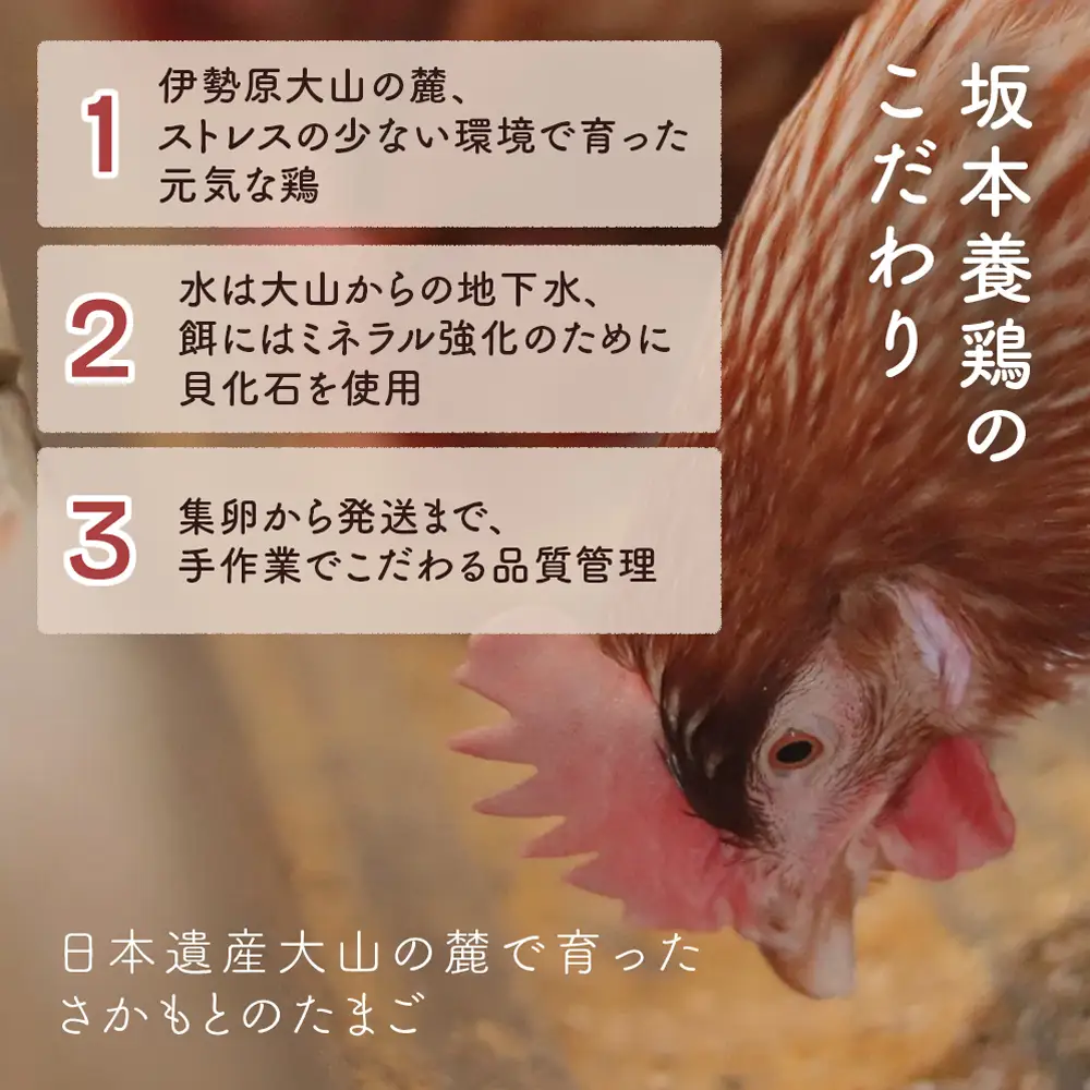 [定期便／6ヶ月×月1回] 坂本養鶏 大山の麓で育った さかもとのたまご 60個 (54個＋割れ保証6個) 合計360個 [1453]