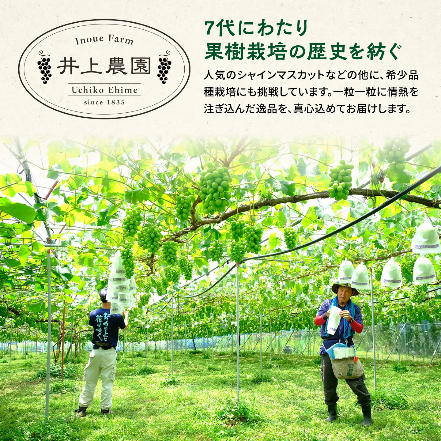 【先行予約】シャインマスカット1.3～1.5kg (2房) 井上農園 BKCS002