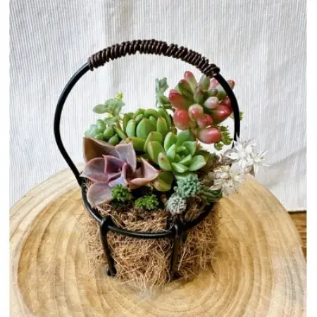 そのまま飾れる多肉植物のおまかせ寄せ植え 長く楽しめる寄せ植え　約8cm【1764289】