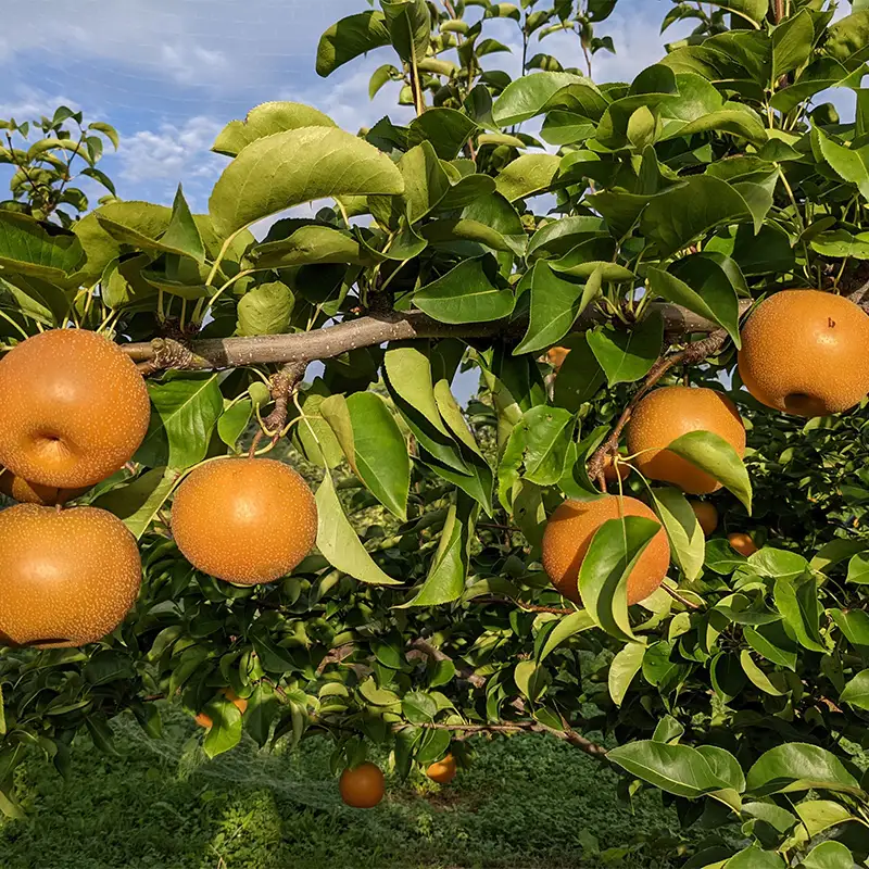 【2027年先行予約】農家直送「和梨2kg」贈答用 FSY-2681