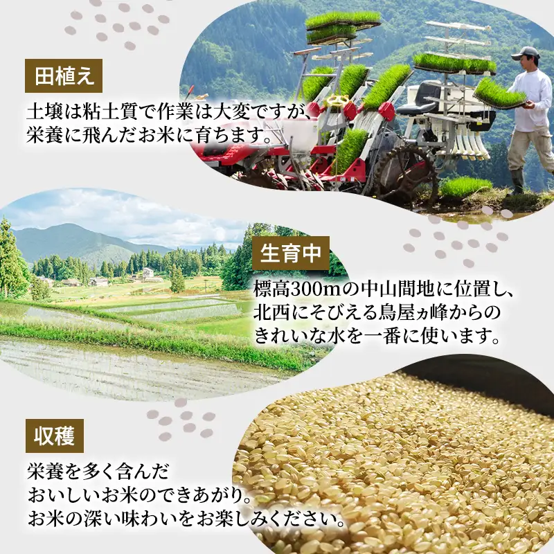 令和8年産 先行予約 魚沼産ミルキークィーン 精米5kg 米 こめ お米 コメ ミルキー クイーン 新潟県 魚沼市 魚沼 ミルキークイーン 