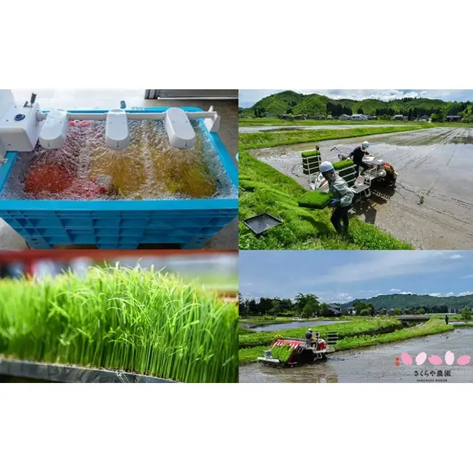 【先行予約 令和8年産】さくらや農園 魚沼産コシヒカリ 玄米5kg お米 ご飯 綺麗な水 美味しい 試行錯誤 黒酢 はちみつの 発酵液 健康 ふっくら もっちり 甘み リピート 
