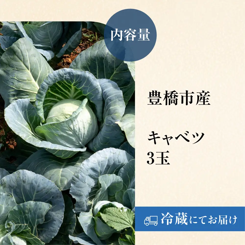 《先行予約》豊橋市産 キャベツ 3玉（計3.5kg） 産地直送