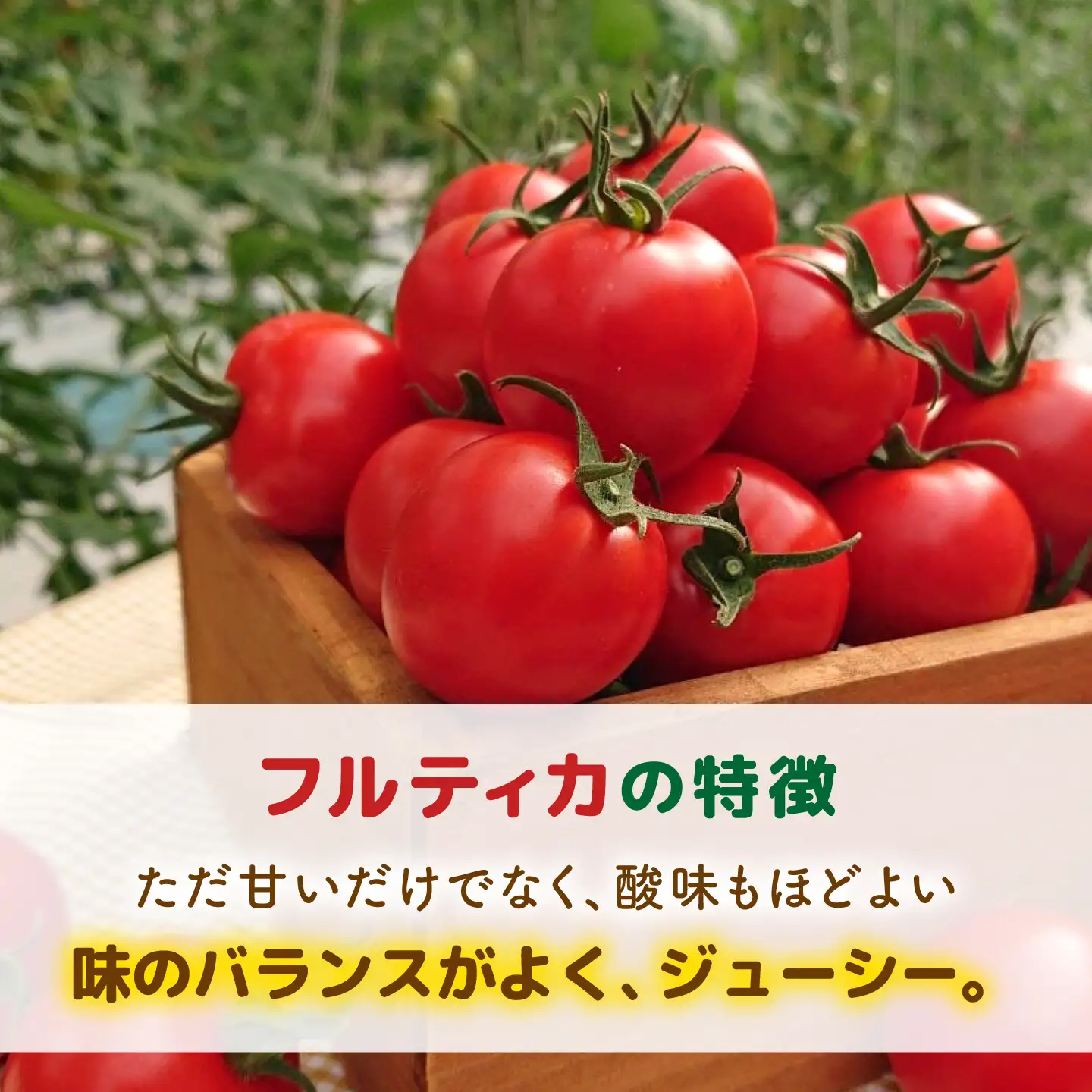【先行予約】【全3回定期便】 フルティカ 1kg糸島市 / かわぞえ農園 トマト 中玉トマト 【2026年11月以降順次発送】[AAM010]