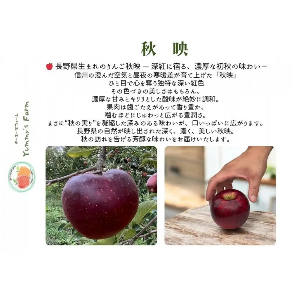 【訳あり】ヤーミーズファーム　生産農家直送 人にやさしい 長沼りんご・秋映3kg（ご家庭用） |  りんご 林檎 フルーツ 果物 秋映 家庭用 長沼 おすすめ 人気 送料無料 長野県 長野市 信州 信濃 ふるさと納税