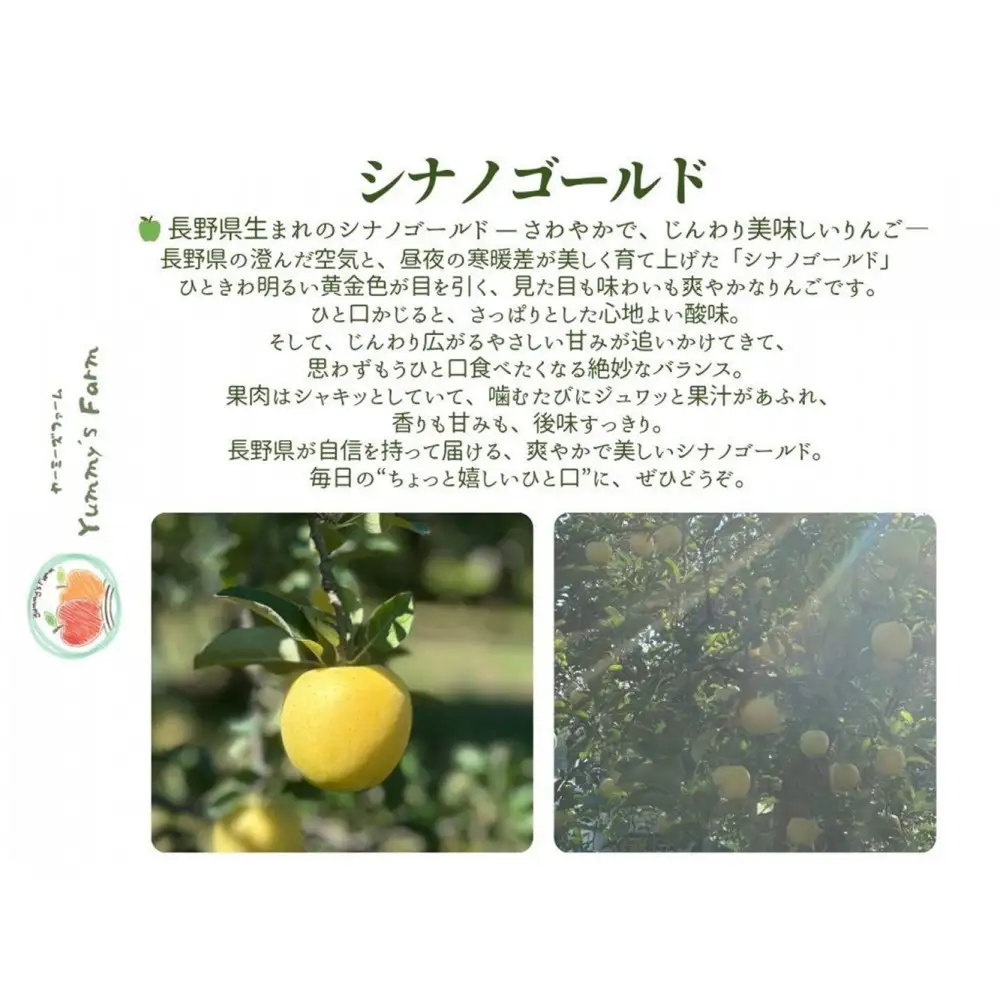 【訳あり】ヤーミーズファーム　生産農家直送 人にやさしい 長沼りんご・シナノゴールド3kg（ご家庭用） |  りんご 林檎 フルーツ 果物 シナノゴールド 家庭用 長沼 おすすめ 人気 送料無料 長野県 長野市 信州 信濃 ふるさと納税
