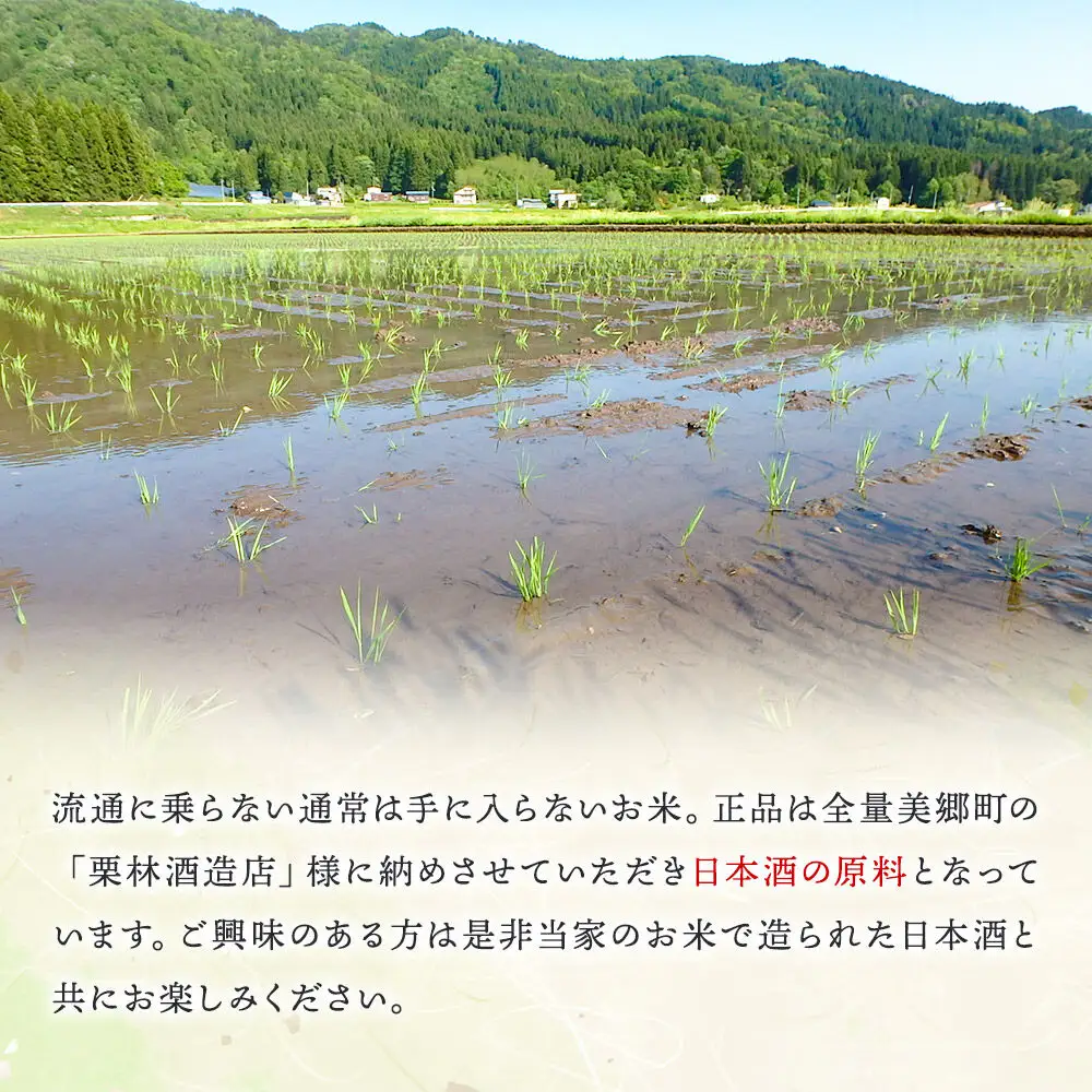 新米予約 玄米【訳あり】令和8年産 酒造好適米 美郷錦中粒米 30kg
