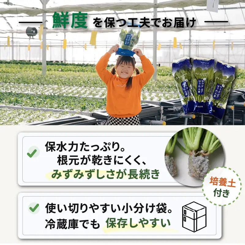 3種ミックス 若採り ルッコラ ほうれん草 みずな ジュニア | サラダ 水菜 水耕 葉物 野菜 南国市