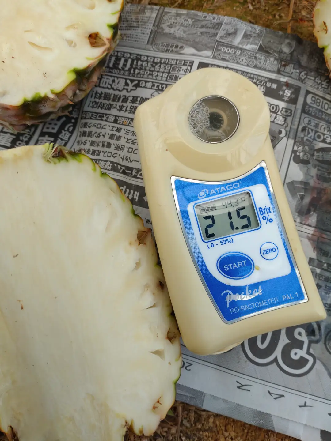 パイナップル ホワイトココ2～3玉 約2.5kg ぬうは農園