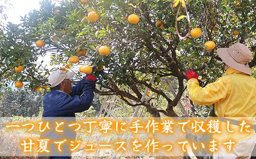 【お試しセット】果汁100％ 甘夏ジュース720ml×3本 180ml×3本 計6本セット 甘夏 蜜柑 果物 柑橘 フルーツ シュース 国産 ギフト 贈り物 三重県 尾鷲市　AI-10