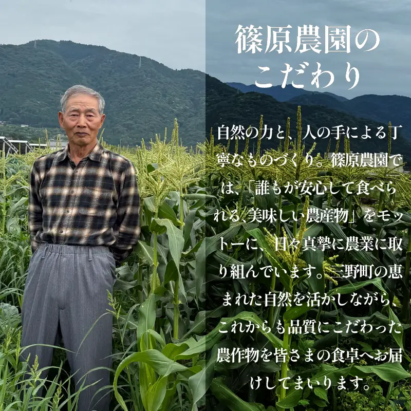 いちじく フルーツ 4パック バナーネ 【 白 イチジク 】