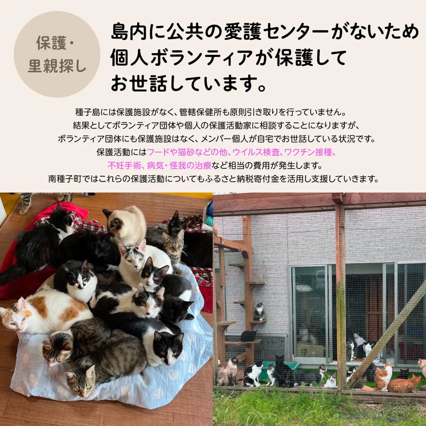 【ふるさと納税】《返礼品なし》 猫愛護活動支援 5,000円 猫ちゃん 猫 ねこ 動物 保護 愛護 保護活動 応援 支援 寄付 南種子町 鹿児島 かごしま 送料無料 【南種子町猫の適正飼養を推進する会】