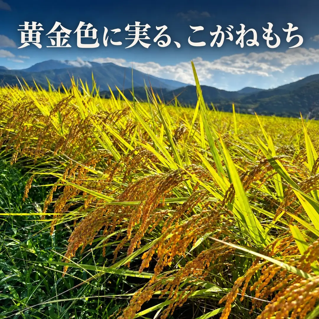 【3回定期便】もち米 こがねもち 3kg 五泉市 村松 赤飯 おこわ｜もち米 新潟