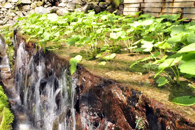 【世界農業遺産認定】西伊豆町の本わさび・無添加漬物セット（岡原わさび） 【12月・1月除く】