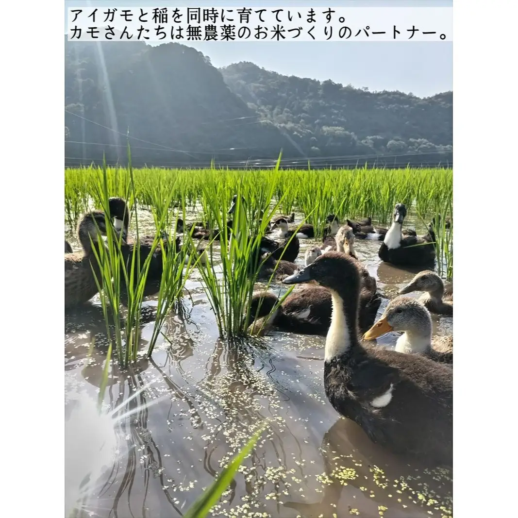 【定期便3ヶ月】有機JAS 多可町 きぬむすめ 玄米 5kg×3回 計15kg 農園若づる 有機栽培 オーガニック アイガモ 合鴨農法 無農薬 無化学肥料 即納 [1389]