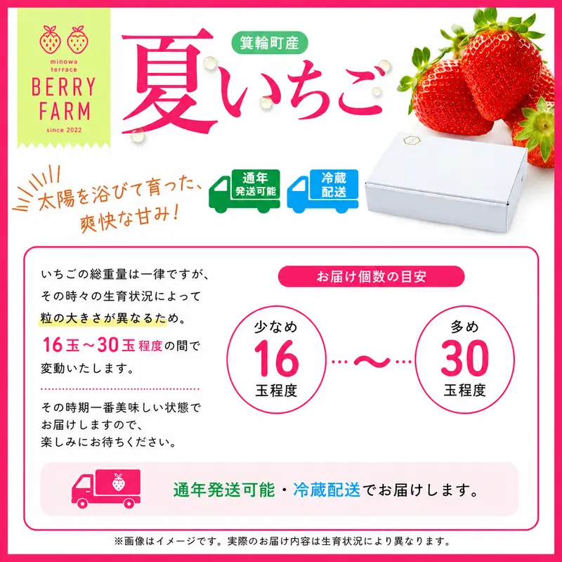 いちご　夏いちご　夏秋いちご詰め合わせ
