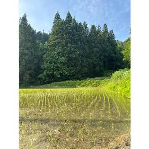 【令和8年産 新米先行受付】魚沼産コシヒカリ 特別栽培米 （精米）2kg 米 こしひかり 魚沼市