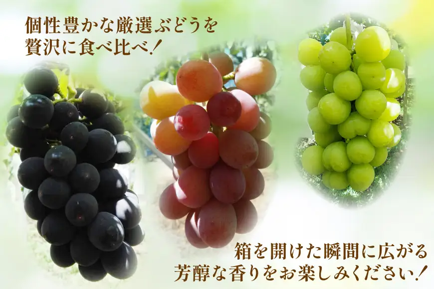 生産者厳選 ぶどう食べ比べ おまかせ詰め合わせセット約2kg