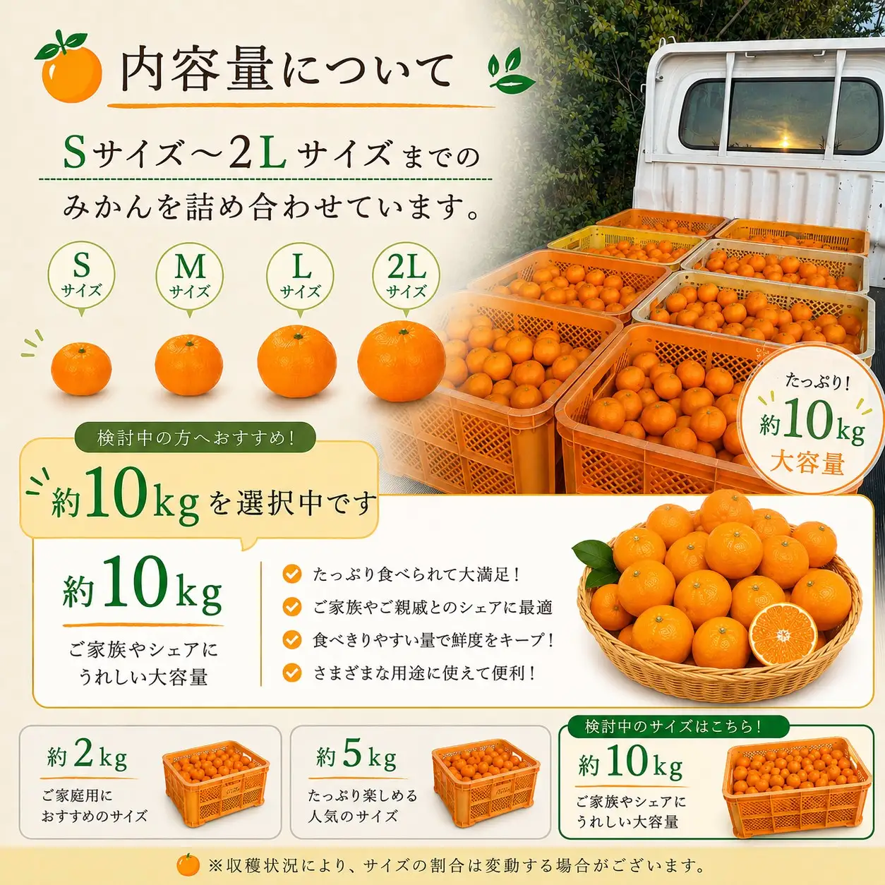  先行予約 年内発送 ふくちゃんちのみかん サイズミックス 約10kg  令和8年12月初旬～順次発送