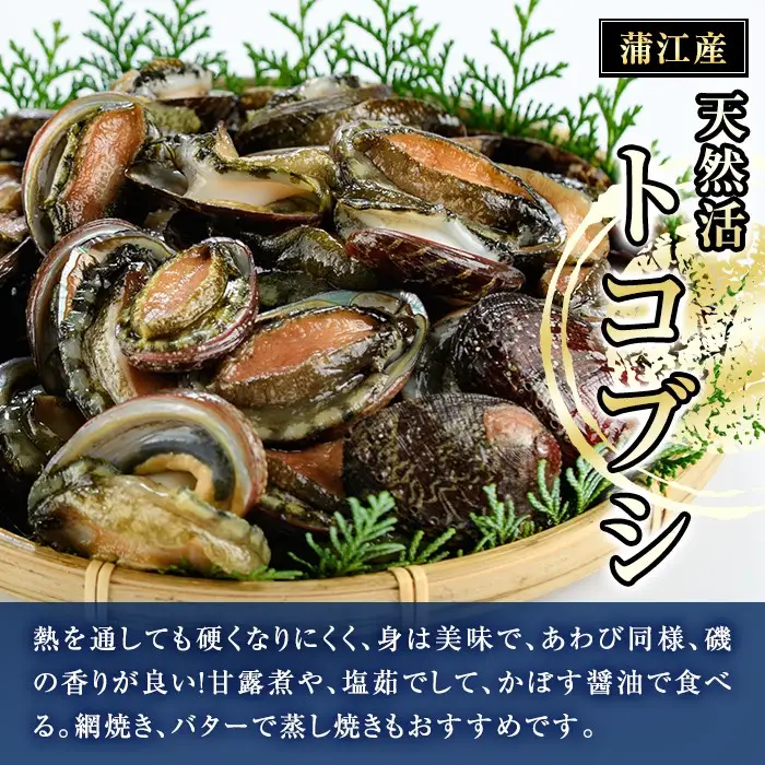 冷凍 天然活きトコブシ (約900g) 魚介 貝 トコブシ とこぶし 網焼き バター焼き バーベキュー 獲れたて 冷凍 海の直売所 大分県 佐伯市【AS150】【海べ】