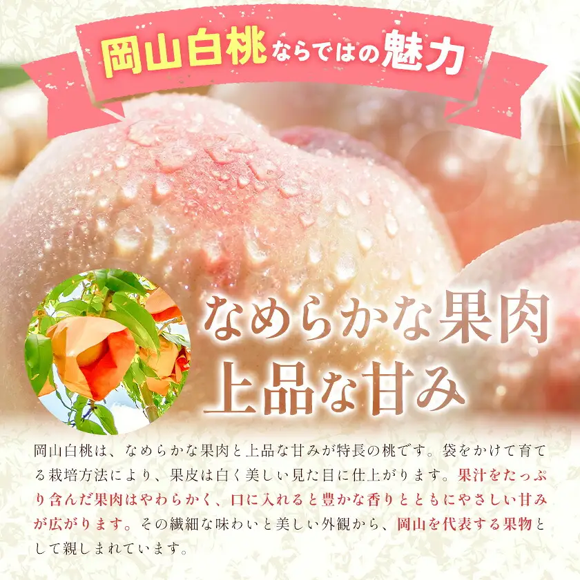 【2027年発送先行予約】ご家庭用 岡山の白桃(晩生種) 約1.5kg 5～6玉【配送不可地域：離島】