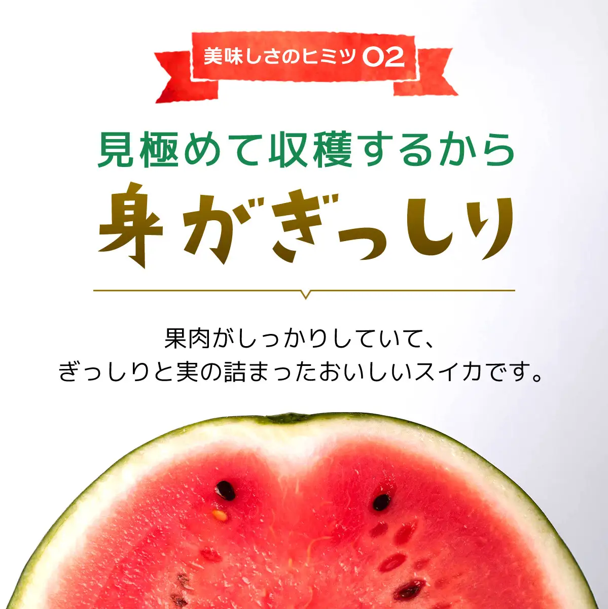 【期間限定】富里秋スイカ ２L １玉 / すいか スイカ 西瓜 千葉県 富里市 果物 フルーツ 採れたて とれたて 産地直送 農家直送 千葉県産 ちば 千葉すいか 千葉スイカ 富里 富里すいか 富里スイカ 甘い あまい 美味しい おいしい 大玉 大玉すいか 大玉スイカ TMF012