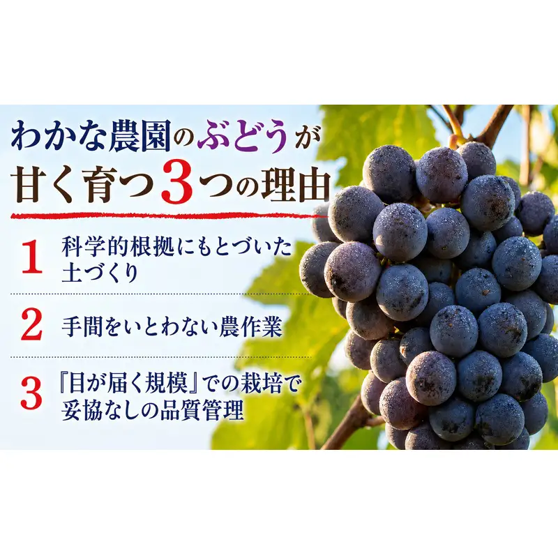 【園主厳選・ご家庭用】奇跡のぶどう スチューベン 5kg 最高糖度22度超！ わかな農園