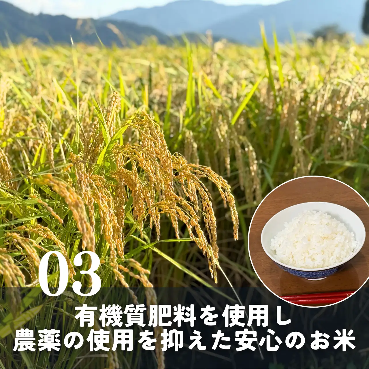 米 2026年産新米 コシヒカリ 勝山産 10kg（精米）【先行予約】