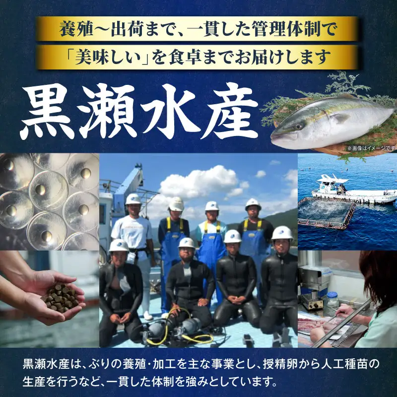 ＜翌月末までに発送予定＞活じめ！黒瀬ぶりの生鮮ブリロイン2節（1.0kg前後）_K001-012