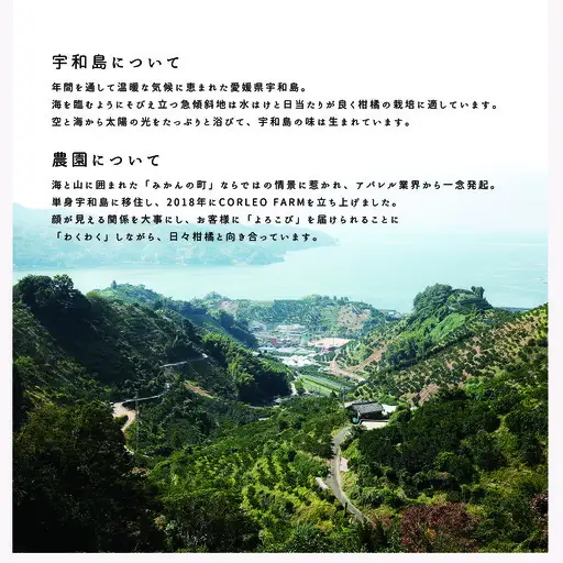 家庭用 甘平 約2.5kg コルレオファーム 先行予約 甘平 かんぺい 柑橘 みかん 蜜柑 果物 くだもの フルーツ おすすめ 国産 高級 人気 お取り寄せ グルメ 期間限定 数量限定 ご当地 国産 愛媛 宇和島 B013-145026