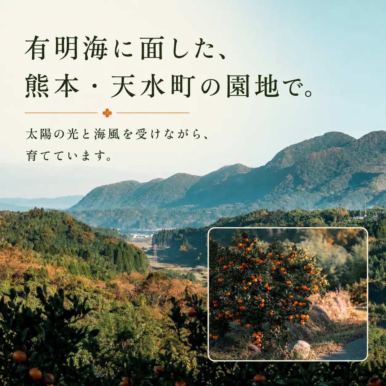 訳あり 温州みかん箱込み2キロ