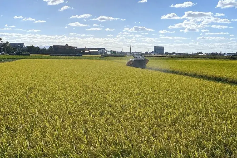 令和8年産 つがる市産 まっしぐら 白米／玄米 10kg [1080]