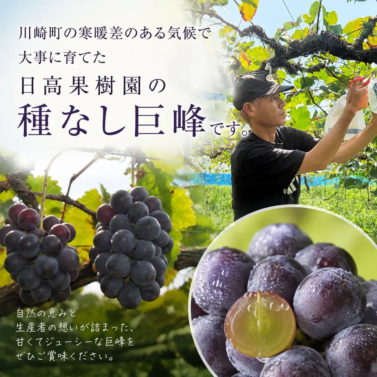 日高果樹園 「訳あり 種なし巨峰」 2kg （小ぶりな房 5～7房）