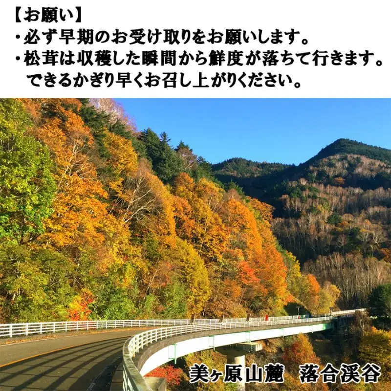 令和8年産 天然松茸 マツタケ 300g 朝採れ直送 信州長和町産 自生 産地直送 冷蔵便