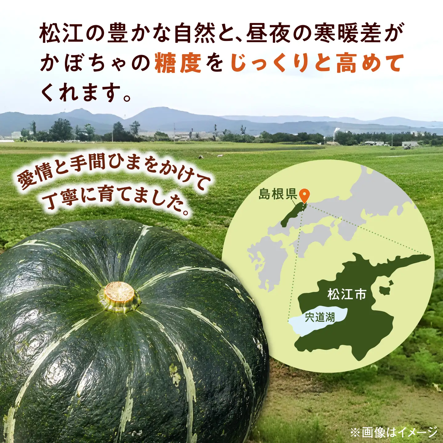 【先行予約】【2027年7月以降順次発送】島根県産 冷凍カットかぼちゃ 3kg　島根県松江市/株式会社エムツー食品開発研究所[ALIQ001]