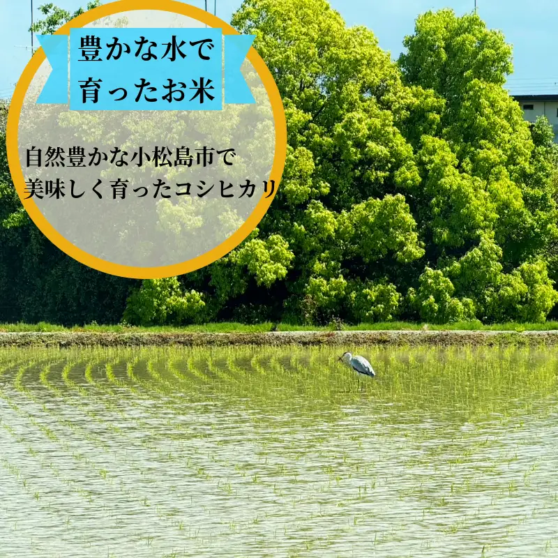 【2026年9月順次発送】 栽培期間中農薬不使用 コシヒカリ玄米 10kg 玄米 米 化学肥料不使用 新米 こめ 健康 ご飯 ダイエット 栄養豊富 ビタミン ミネラル 小松島市