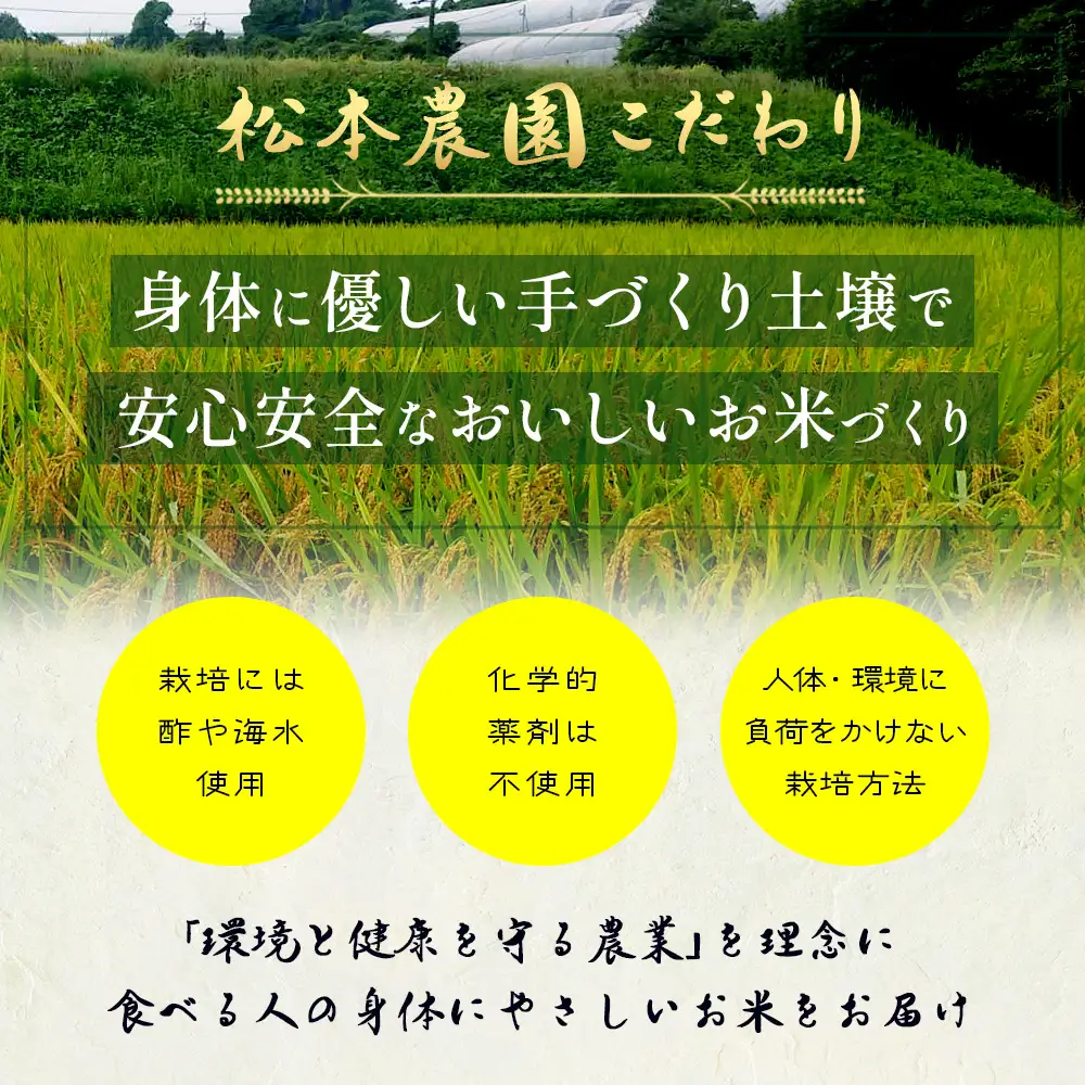 先行受付 令和8年産 新米 さがびより 5kg 佐賀県産 特A評価獲得品種 白米 米 お米 こめ 佐賀県 鹿島市 C-203