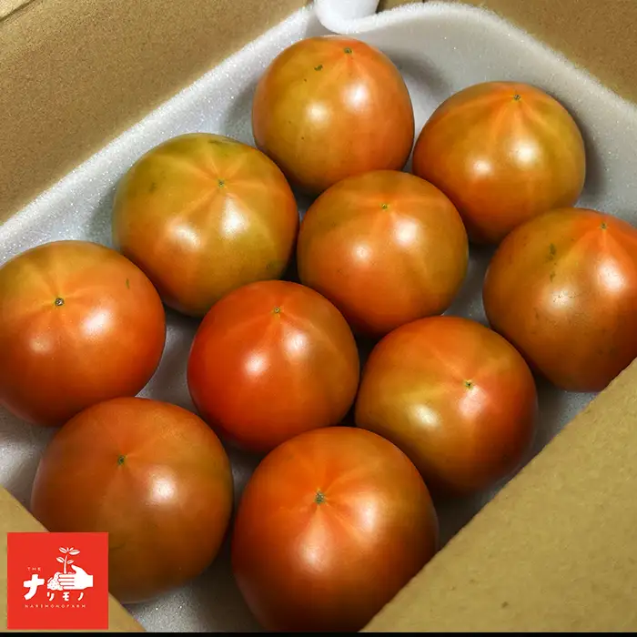 北海道 南幌町産 ぜいたくトマト 約1kg（10玉程度） 朝採れ 新鮮 濃厚トマト ナリモノファーム 野菜 産地直送 NP1-506