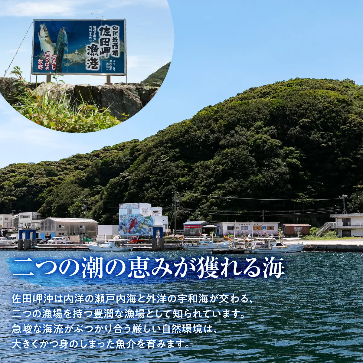 【数量限定】瓶詰め紫ウニ（60g・単品） 冷蔵 ※北海道・東北地方・沖縄・離島への配送不可    IKTJ023