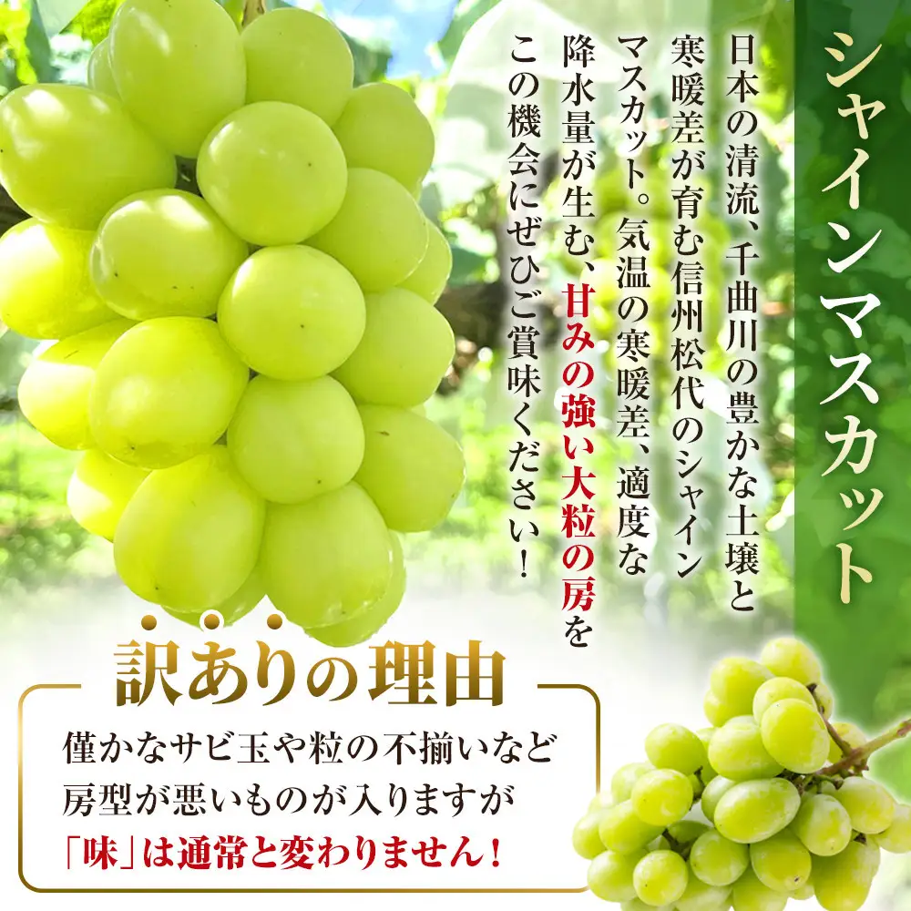 熊原果樹園　【訳あり】長野市シャインマスカット　1kg以上（2房） | シャインマスカット ぶどう 葡萄 フルーツ 果物 大粒 秀品 長野市産  松代 人気 おすすめ デザート 送料無料 長野県 長野市 信州 信濃 ふるさと納税