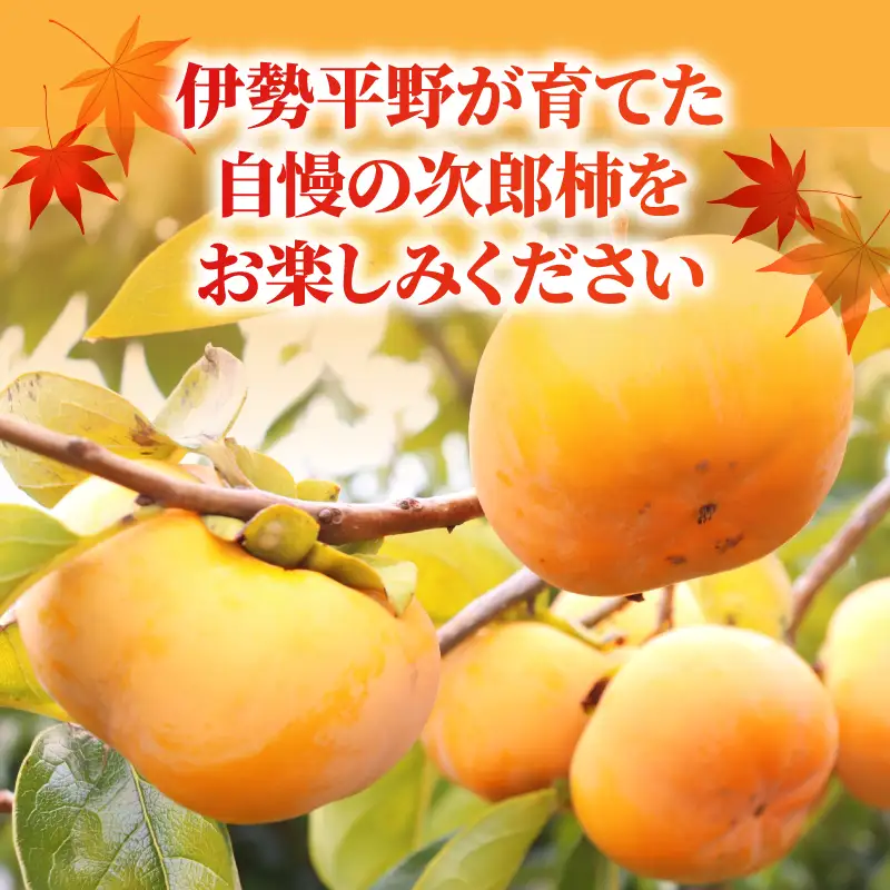 【先行予約】2026年度発送 玉城町産玉城次郎柿 約3.5kg（クレジット申込限定）