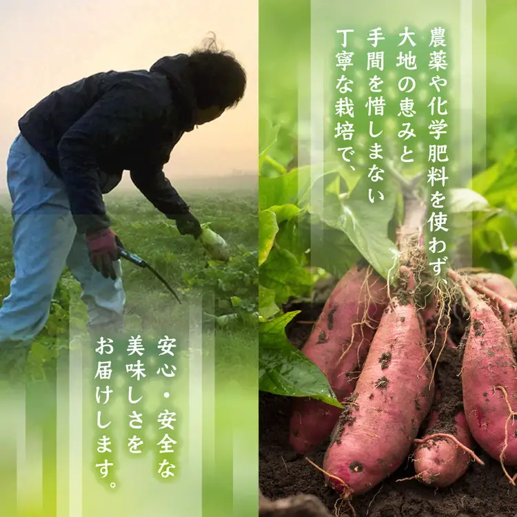 さつまいも 3kg 紫芋 ふくむらさき オーガニック